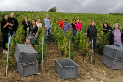 Vendangeur d'un jour : expérience champagne bio dans la Vallée de la Marne - Vignerons Indépendants