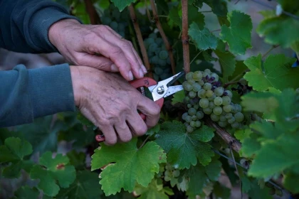 Vendangeur d'un Jour - Vignerons Indépendants
