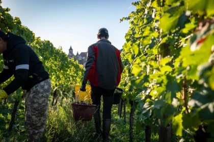 Vendangeur d'un jour : expérience bio authentique à la Maison Jean Huttard en Alsace - Vignerons Indépendants
