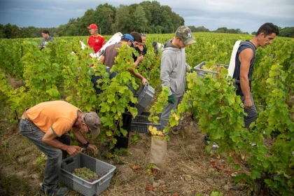 Vendangeur d'un jour au Château de Tracy : immersion dans l'univers du Pouilly-Fumé - Vignerons Indépendants