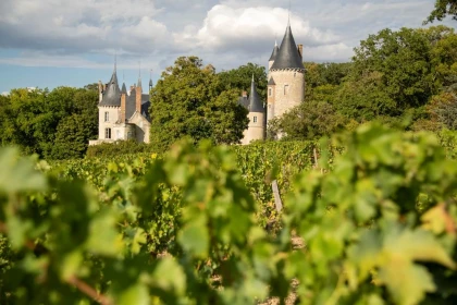 Vendangeur d'un jour au Château de Tracy : immersion dans l'univers du Pouilly-Fumé - Vignerons Indépendants