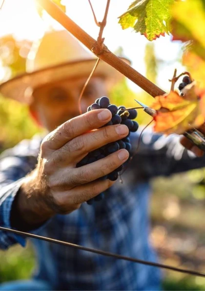 Devenez vigneron d'un jour : expérience vendanges authentique au Domaine de l'Odylée - Vignerons Indépendants