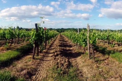 Visite authentique au Château Lalande-Labatut - Vignerons Indépendants