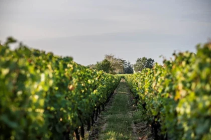 Visite de la propriété & dégustation de nos millésimes - Vignerons Indépendants