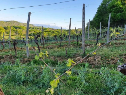Visite Découverte - Vignerons Indépendants