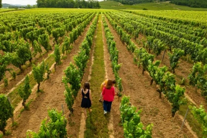 Visite Dégustation Classique - Anglais - Vignerons Indépendants