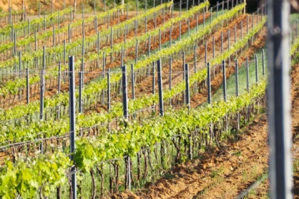 Visite immersive avec notre Chef de Culture - Vignerons Indépendants