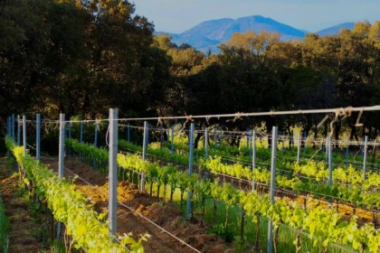 Château de Chausse : visite immersive avec le chef de culture dans les vignes bio - Vignerons Indépendants