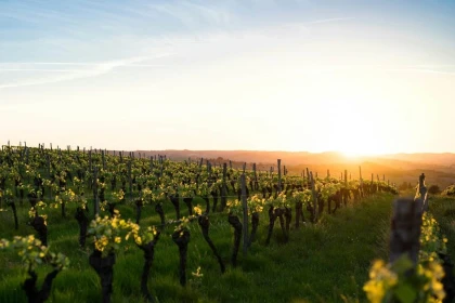 Wine tour - Vignerons Indépendants