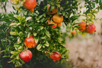 15 Avril - ALBA LA ROMAINE : Découverte Nature & Producteurs - Vignerons Indépendants