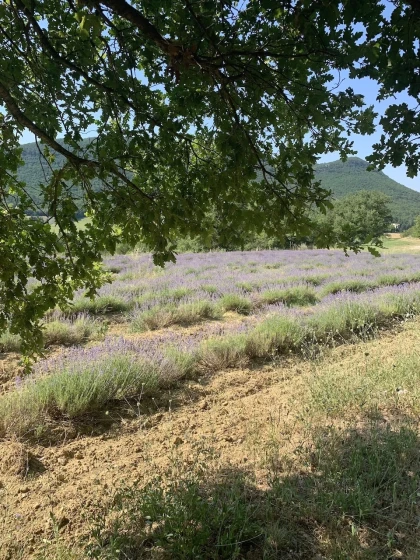 25 Avril : PUYGIRON : Au rythme de la Nature 1/2 journée - Vignerons Indépendants