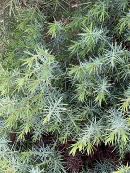 28 Avril - CHÂTEAUNEUF-DU-RHÔNE : Découverte des plantes médicinales - Vignerons Indépendants