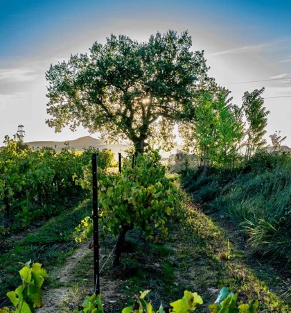 Accords vins et chocolats - Vignerons Indépendants