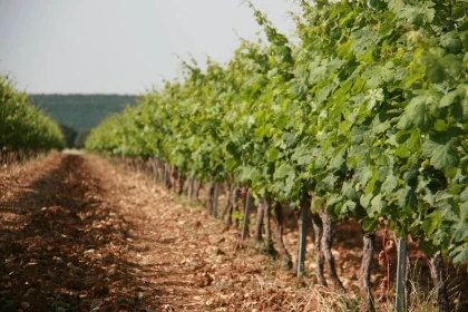 AFTERWORK dans la cave (2) - Vignerons Indépendants