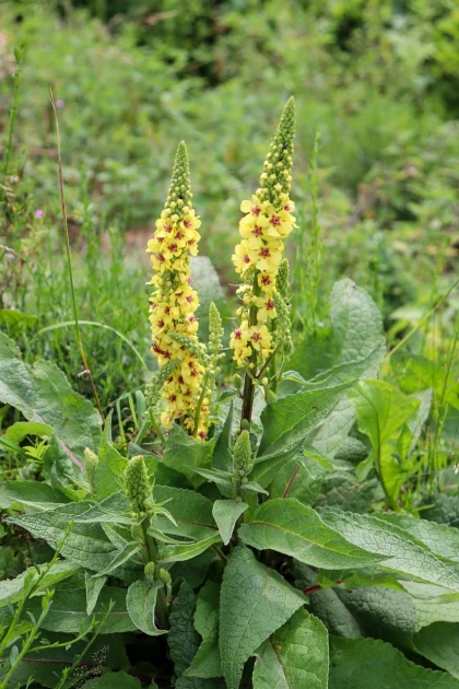 14 Avril - LA GARDE ADHEMAR : Découverte des plantes médicinales - Vignerons Indépendants