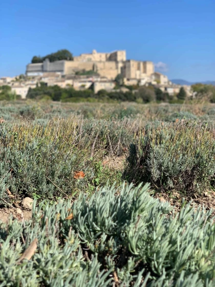 21 Avril - GRIGNAN : Nature et villages : plantes sauvages, Histoire et patrimoine - Vignerons Indépendants