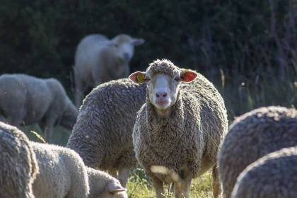 Découverte Nature & Producteurs - Vignerons Indépendants
