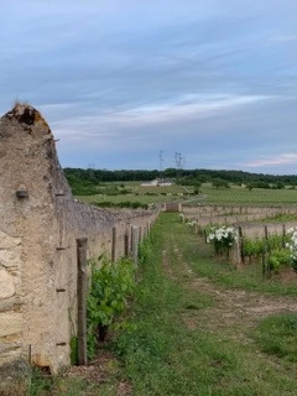Dimanche 24 mai - L' Échappée épicurienne du Clos à vélo électrique (avec votre propre vélo) - Vignerons Indépendants