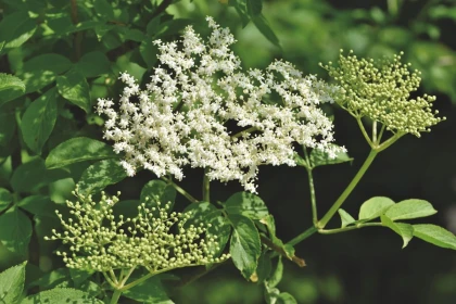 Découverte Nature : plantes sauvages et médicinales - Vignerons Indépendants