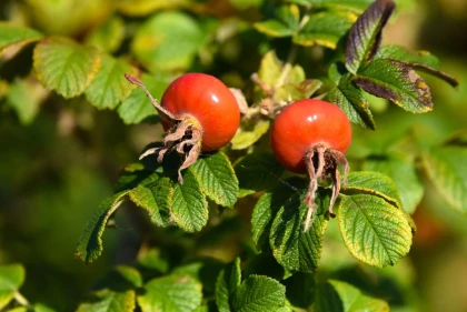 Découverte Nature : plantes sauvages et médicinales - Vignerons Indépendants