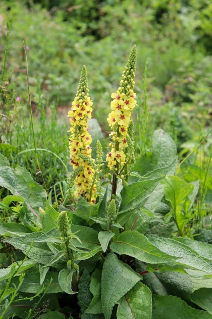 Découverte Nature : plantes sauvages et médicinales - Vignerons Indépendants
