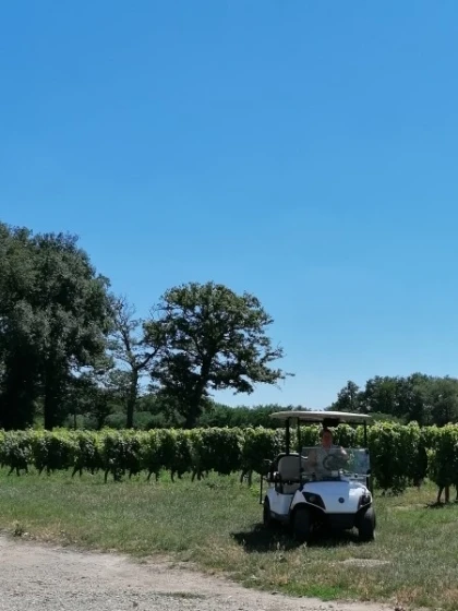 Explorez le vignoble autrement : parcours des vignes en voiturette, visite des chais, dégustation et repas vigneron-durée 3h env. - Vignerons Indépendants