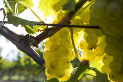 Balade Gourmande - Vignerons Indépendants