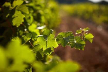 La Visite "Découverte" 6 vins - Vignerons Indépendants