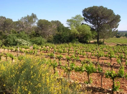 Le Banquet des Vendanges - Saint Estève x Bistrot Demols - Vignerons Indépendants