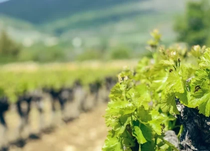 Nature et Producteur : Balade découverte Vignoble en Ardèche - Vignerons Indépendants