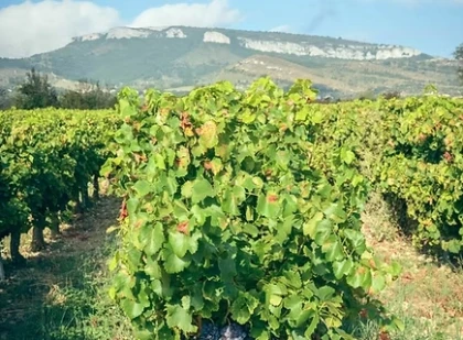 Nature et Producteur : Balade découverte Vignoble en Ardèche - Vignerons Indépendants