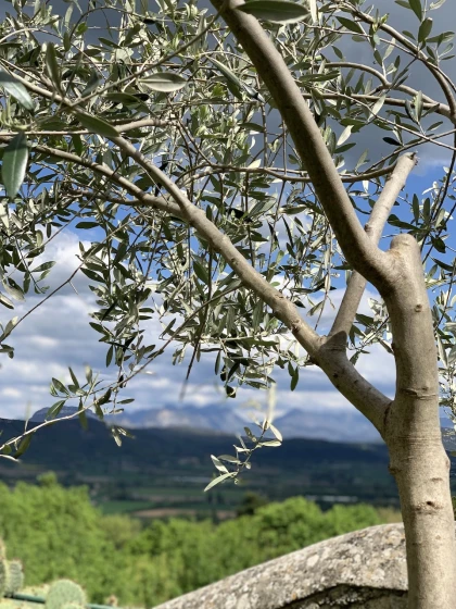 Nature et villages : plantes sauvages, histoire et patrimoine - Vignerons Indépendants