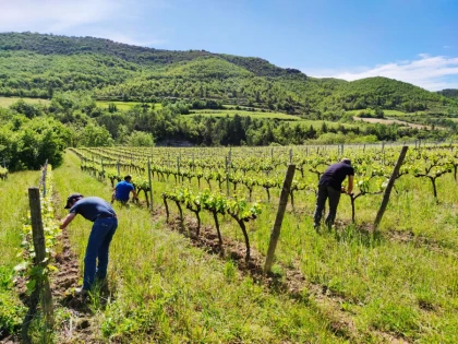 Plantes médicinales au coeur de la vigne - Vignerons Indépendants
