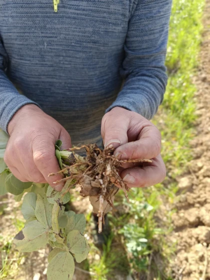 Plantes médicinales au coeur de la vigne - Vignerons Indépendants