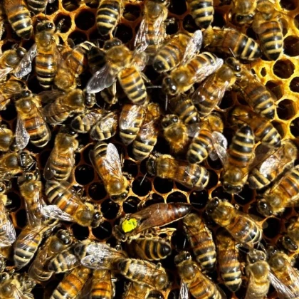 Stage Initiation Apiculture - Vignerons Indépendants