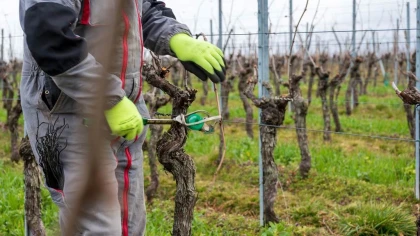 VIGNERON D'UN JOUR - Travail hivernal - Vignerons Indépendants