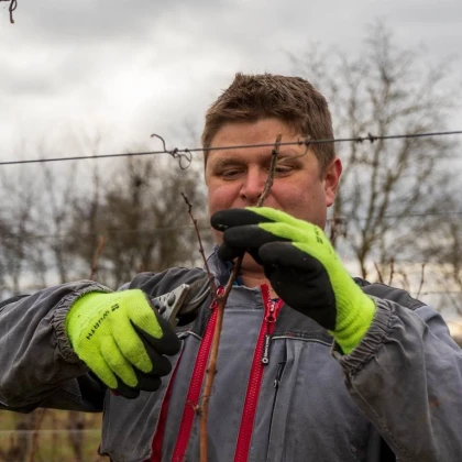 VIGNERON D'UN JOUR - Travail hivernal - Vignerons Indépendants