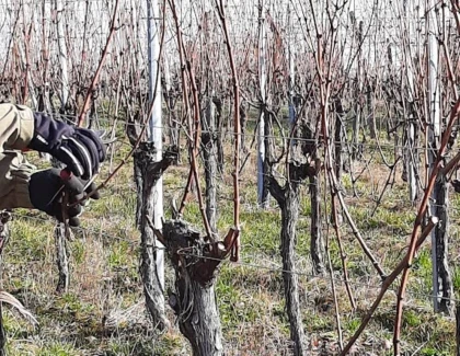VIGNERON D'UN JOUR - Travail hivernal - Vignerons Indépendants