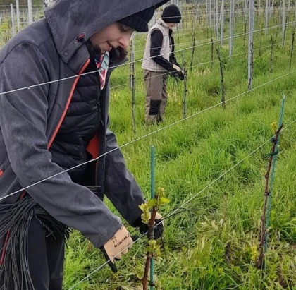 VIGNERON D'UN JOUR - Travail printanier - Vignerons Indépendants