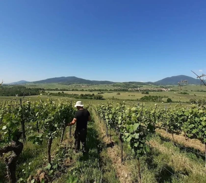 VIGNERON D'UN JOUR - Travail printanier - Vignerons Indépendants