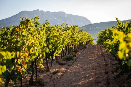 Visite du chai et dégustation (privé) - Vignerons Indépendants