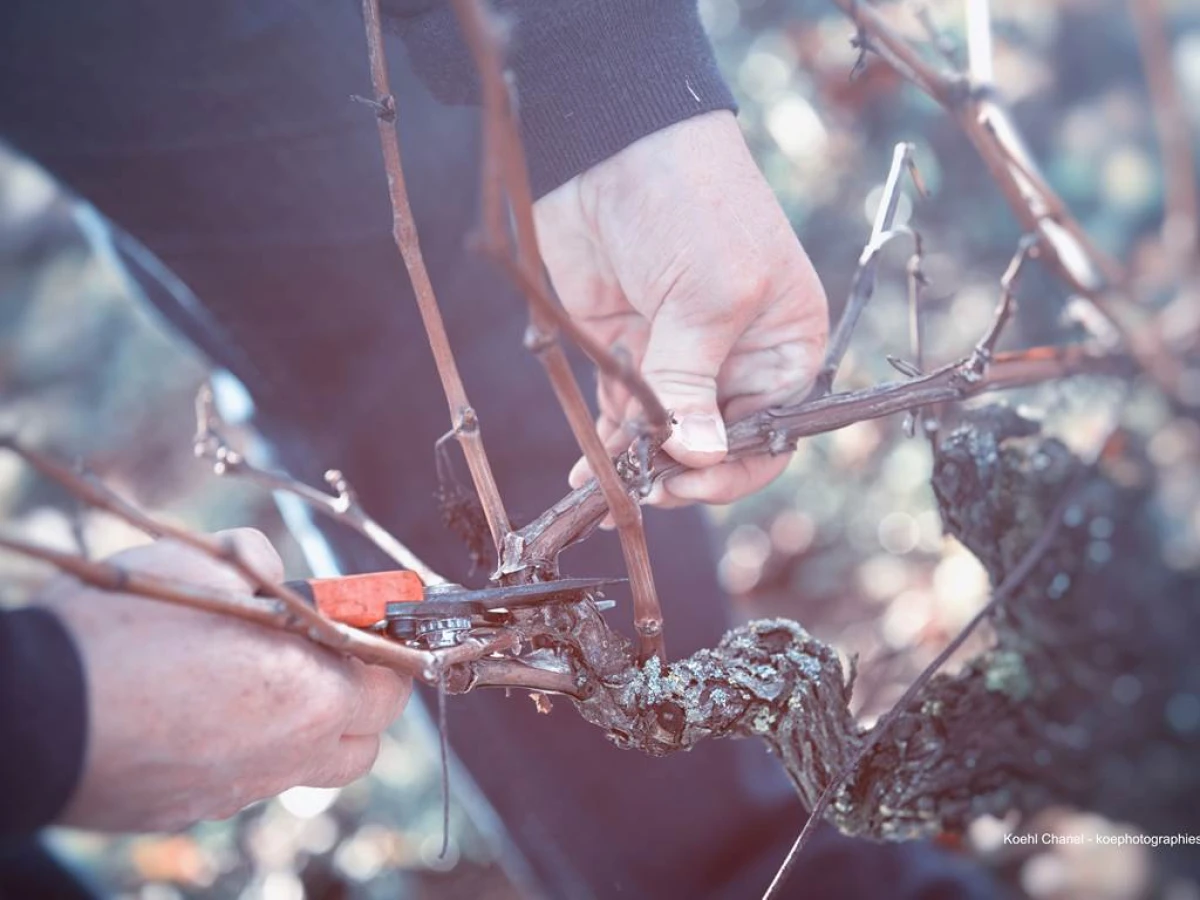 Adopte ton cep - Vignerons Indépendants