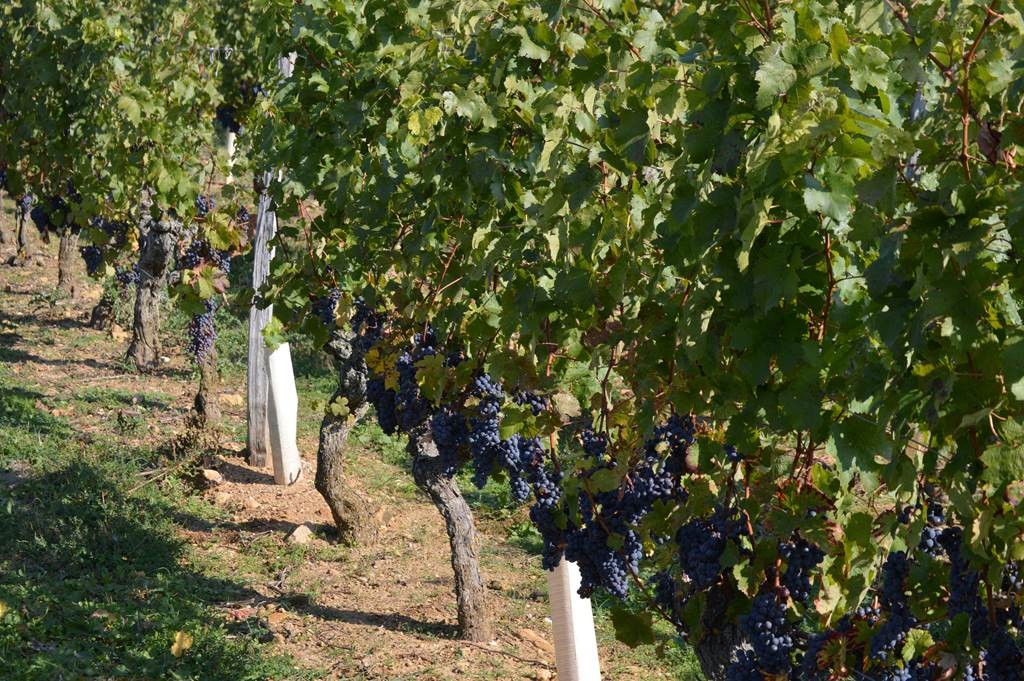 Adopte ton cep - Vignerons Indépendants