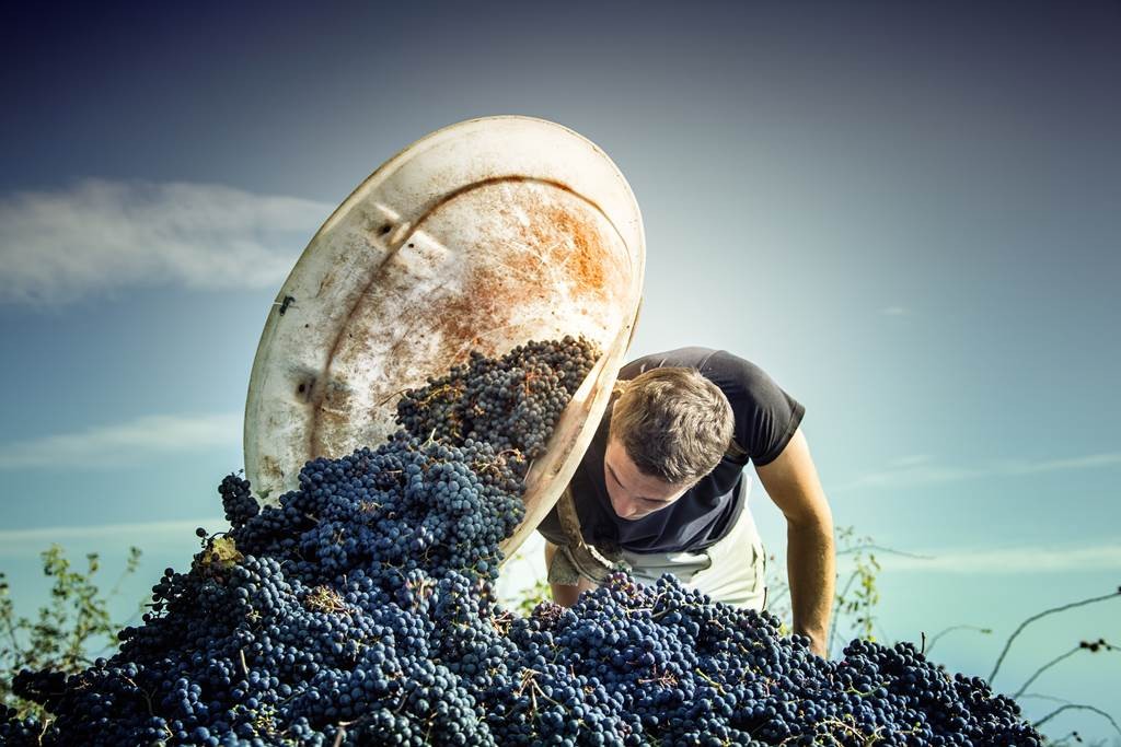 Adopte ton cep - Vignerons Indépendants
