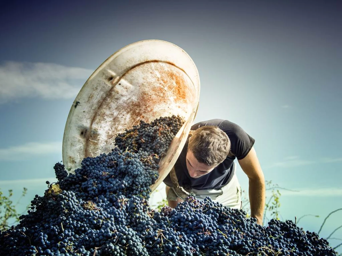 Adopte ton cep - Vignerons Indépendants