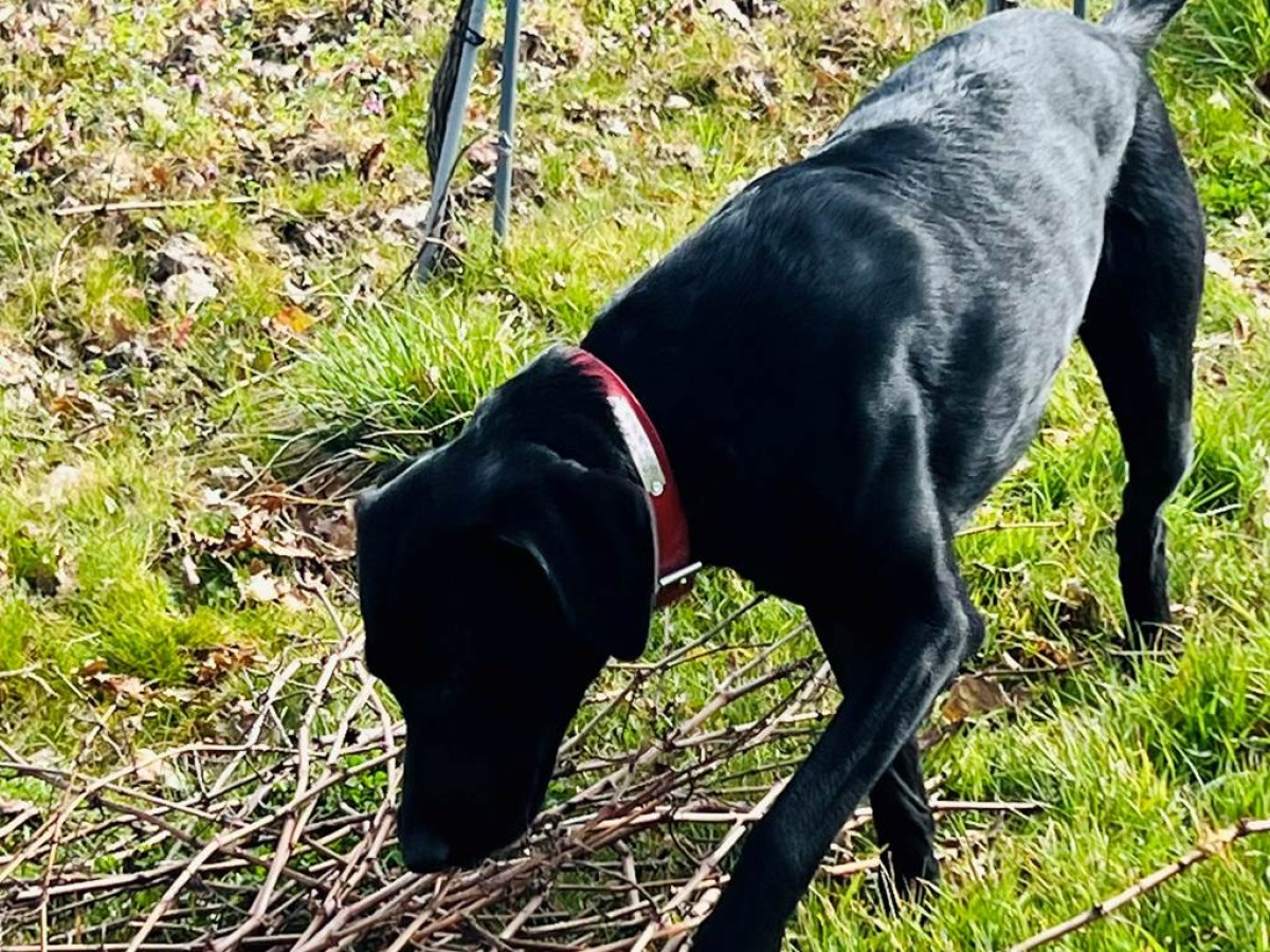 APERO TOUTOU - Vignerons Indépendants