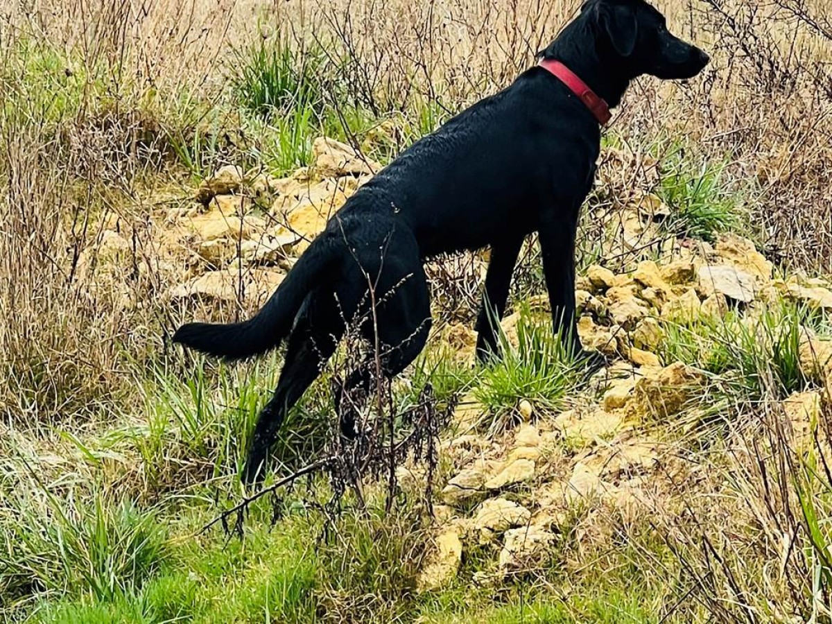 APERO TOUTOU - Vignerons Indépendants