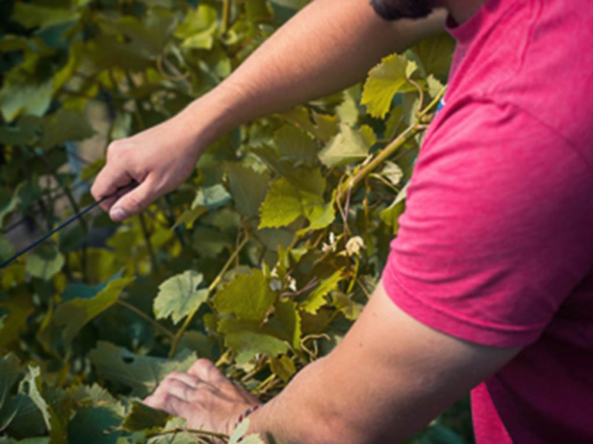 Atelier Découverte des travaux en vert - - Vignerons Indépendants