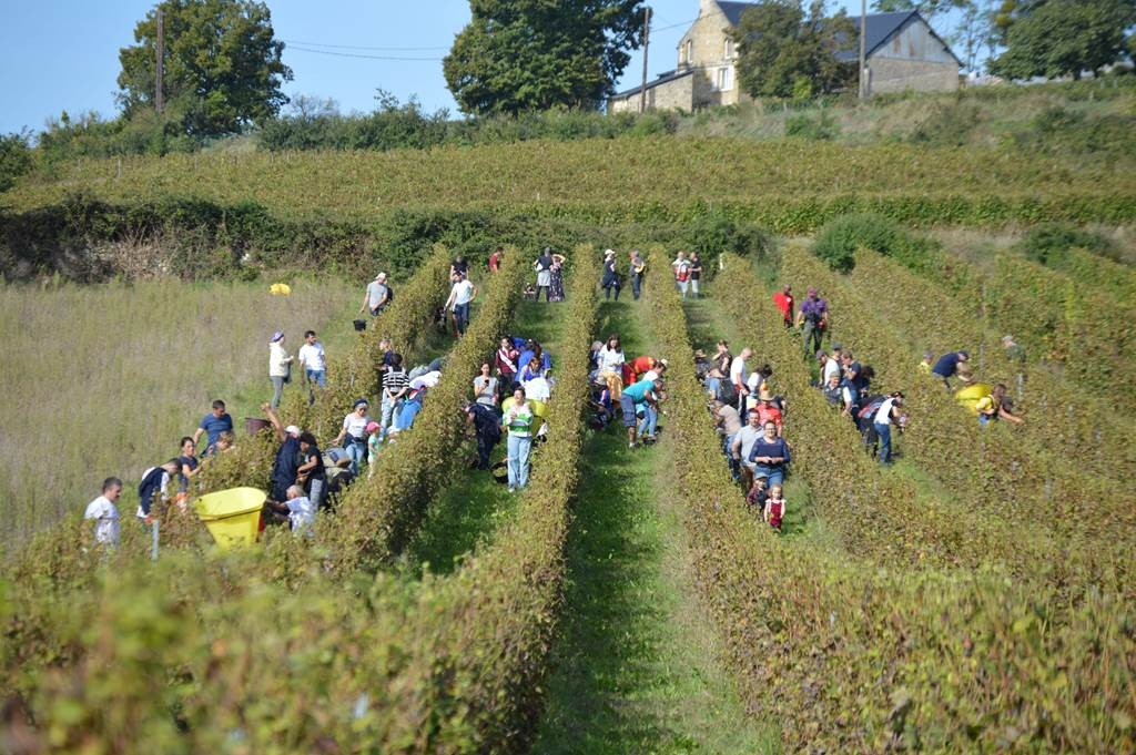 Atelier vendangeur le 26.09.2026 - Vignerons Indépendants