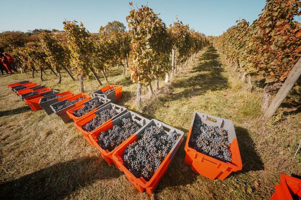 Atelier vendangeur le 26.09.2026 - Vignerons Indépendants